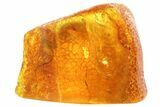 Fossil Caddisfly (Trichopterae) In Baltic Amber - Great Eye Detail #81655-1